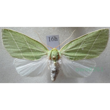 Bena bicolorana (Fuessly, 1775) Czech16h